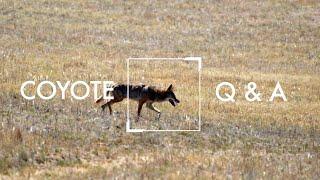 Coyote Q&A