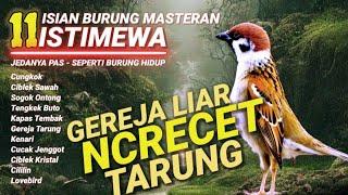 Kompilasi MASTERAN PALING AMPUH MUDAH DITIRU PASS UNTUK BURUNG FIGHTER‼️