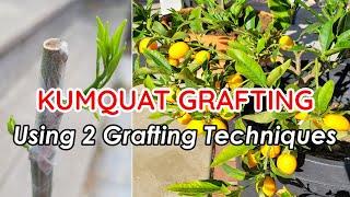 How to Graft Kumquat | Whip & Tongue / Cleft Grafting | Citrus Fruit Tree Grafting Techniques 金桔嫁接