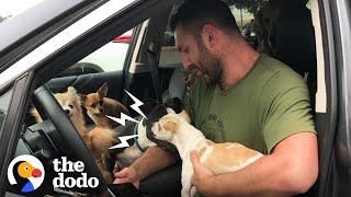 Snarling Rescue Chihuahua Becomes A Daddy's Boy  | Ruff Life With Lee Asher