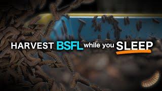 Automatic Harvesting of Black Soldier Fly Larvae: BSF Farming