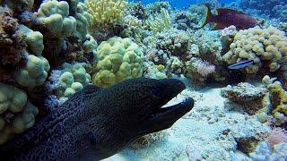 Moray eel | Marsa Shagra | 25.05.2021