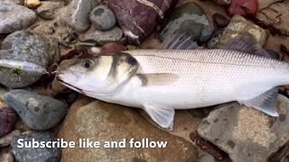 Surface lure fishing for Bass using the Patchinko.GREAT take!