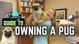 Owning a Pug!?! What you need to know!