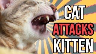 Cat Attacks Kitten! GRAPHIC!