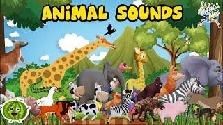 Animal Sounds Song CYM1AM9 CAN YOU MAKE THE SOUND OF THESE ANIMALS? || Edufam Kids Song and Nursery