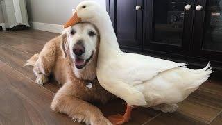Dog And Duck Are Inseparable Best Friends