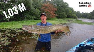 BROCHET de 1,03m au WHOPPER PLOPPER en recherchant le silure!