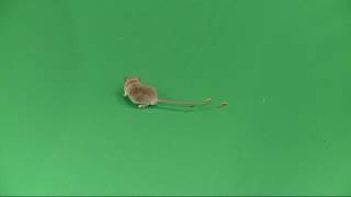 Green Screen Animals  mouse footage