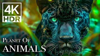 The Most BEAUTIFUL Animals Video You’ll Ever See In 4K HDR 60 FPS