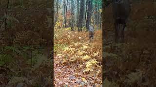 Whitetail Doe Eludes a Young Buck on Her Trail