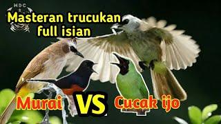 Masteran Paling Di Sukai Trucukan Full Isian MURAI BATU vs CUCAK IJO Ampuh Jitu