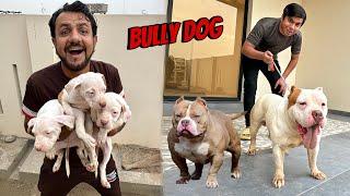 Dangerous Bully Dog Ki Pori Family  Ly Lein 