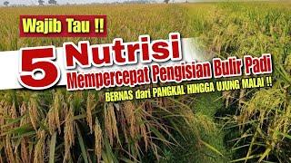 5 NUTRISI MEMPERCEPAT PENGISIAN BULIR PADI | BERNAS DARI PANGKAL HINGGA UJUNG MALAI !!