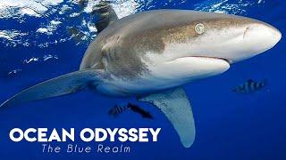 Ocean Odyssey – Blue Realm Shark Nation (Unterwasserwelt Dokumentation, Haie Doku Deutsch, Tauchen)