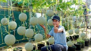 Great Tips Growing Melons In Summer – Easy As Pie, Harvest Just A Few Weeks!