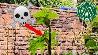 Top 10 Poisonous Plants in the UK | THIS COULD SAVE YOUR LIFE!