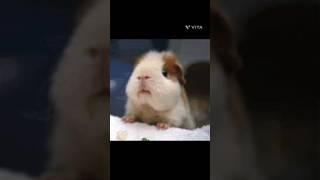 funny animal video watch till end