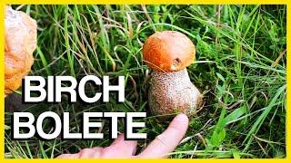 Birch Bolete Mushroom | Identification and Cooking