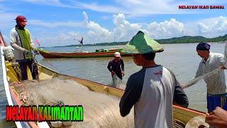 Pomfret fish fishermen | Nelayan Kalimantan!!!