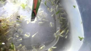 My Axolotl : Hatching eggs