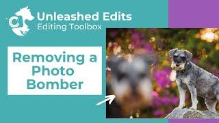 Dog Photography Editing Toolbox: Removing a Photo Bomber