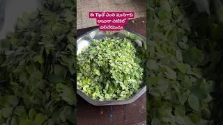 ఎంత మునగాకు అయినా చిటికెలో వలిచేయొచ్చు Grandma’s Secret Tip  #Moringa #tip