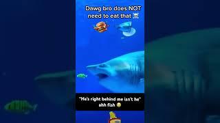 That shark doesn’t need to eat that fish dawg   #meme #brainrot #shark #fish #repost #fun