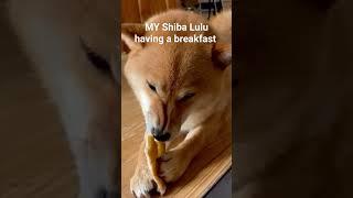 Shiba Inu Lulu is having her breakfast treat #dog #doglover #shibainu #friends #shorts #friendship