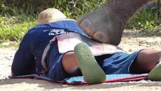 Tourists Flock To Have Elephant Massage