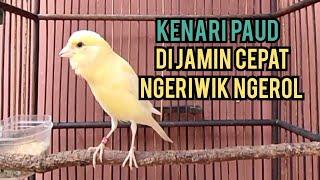 Kenari paud belajar bunyi ngeriwik, cuitan kenari paud AMPUH untuk pancingan kenari paud cepat bunyi