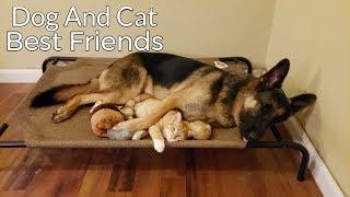 How a German Shepherd and a Kitten Became Best Friends