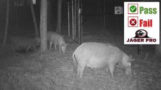 JAGER PRO® TV | URBAN HOG CONTROL: REMOVING A DOMINANT BOAR