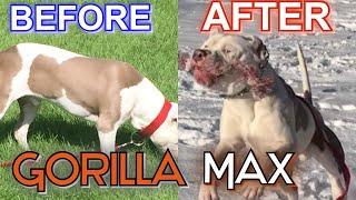 Gorilla Max Before and After Review!! Supplement for your Bully GAINS!!