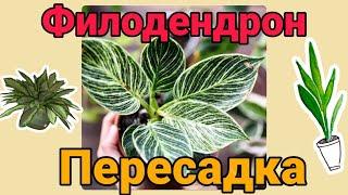 Комнатные цветы. ФИЛОДЕНДРОН БИРКИН УХОД/ПЕРЕСАДКА