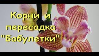 Орхидея "БАБУЛЕТКА":корни,ПЕРЕСАДКА.