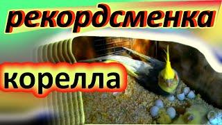 попугаи корелла - рекордсменка | непрерывная яйцекладка