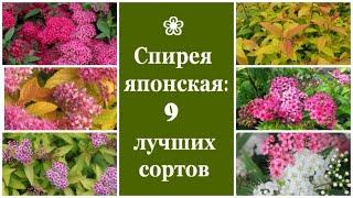  Спирея японская: 9 лучших сортов