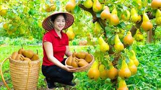 Vietnamese beautiful girl Harvest Pear & Goes To Market Sell | Harvesting And Cooking