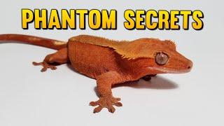 The Secret To Breeding The Nicest Phantom Crested Geckos!