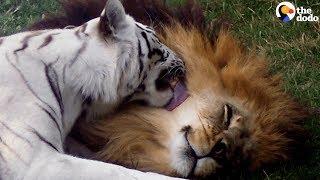 White Tiger, Lion Couple Living at Roadside Zoo Are FINALLY Freed | The Dodo