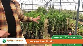 Lime Misket Limon Fidanları