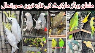 Multan Birds market flying birds rashadabad latest update all fancy birds available