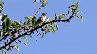 Песни садовой камышевки (Acrocephalus dumetorum). Птицы Беларуси.