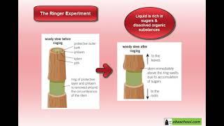 Mass Transport – 1.46 Investigating Transport in Plants - Experimenting with Plants