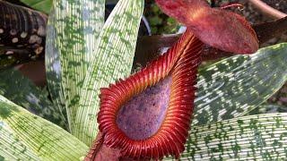 Nepenthes greenhouse update July 2023