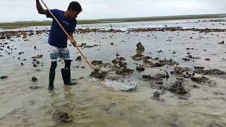 Laut kering Semua Ikan sudah terjebak dalam kolam