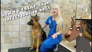 How to Treat Skin Infections in Dogs | Pyoderma