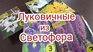 Луковичные из Светофора