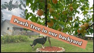 Growing a Peach Tree in our Backyard || LydiaSMtime